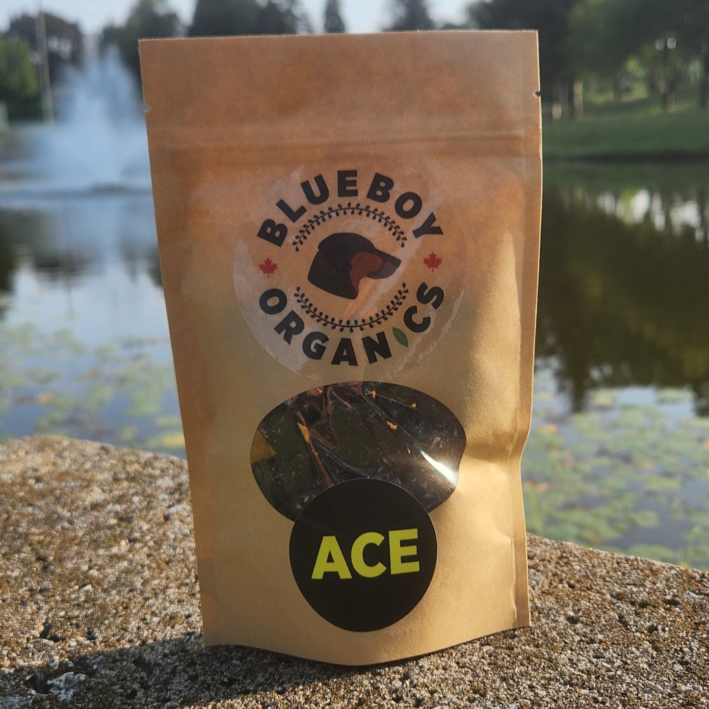 ACE Treat - In the House!